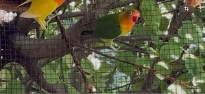 Agapornis fisher 