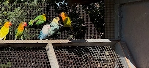 Agapornis fisher opalin  - imagine 3