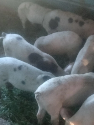 scroafe si purcei de vânzare 