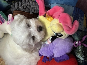Bichon maltez mini toy - imagine 2