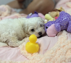 Bichon maltez mini toy