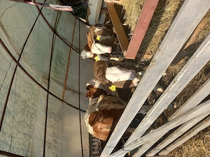Vând viței