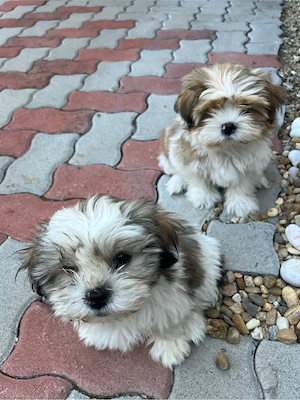 Vindem catelusi Shih tzu