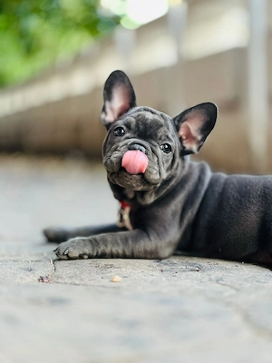 Buldog francez femelă 