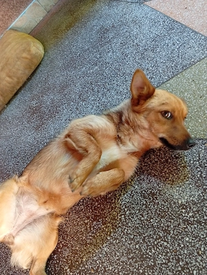 donez Beagle si încă doi caini maidanezi, riscă otravirea  - imagine 5