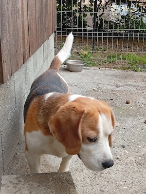 donez Beagle si încă doi caini maidanezi, riscă otravirea  - imagine 3