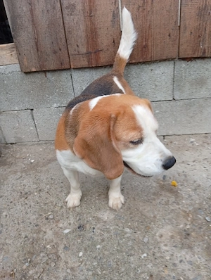 donez Beagle si încă doi caini maidanezi, riscă otravirea  - imagine 2