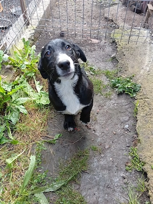 donez Beagle si încă doi caini maidanezi, riscă otravirea  - imagine 4