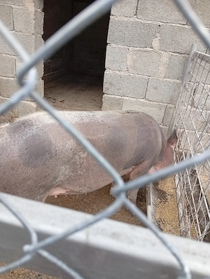 Vind scroafă rasă pietrean l-a 180 kg