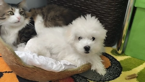 Bichon cățelușa alba  - imagine 3