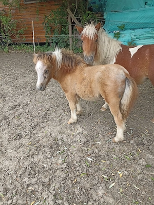 Ponei rasă mică mînzuț 