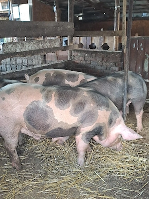 porci de tinut sau taiat - imagine 2