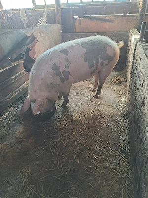 porci de tinut sau taiat
