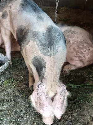 Porci diferite categorii  - imagine 5