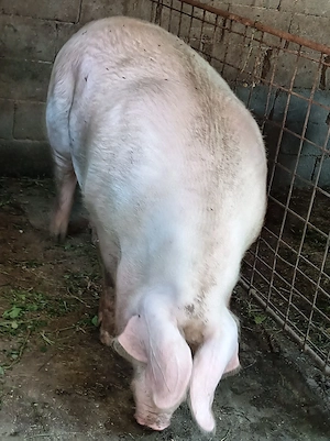 Porci diferite categorii  - imagine 4