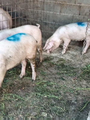 Porci diferite categorii  - imagine 2