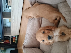Cocker Spaniel rasa pura caută căsuța nouă . - imagine 4