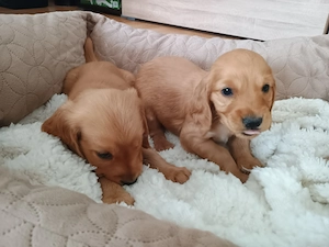 Cocker Spaniel rasa pura caută căsuța nouă . - imagine 5