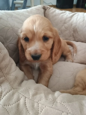 Cocker Spaniel rasa pura caută căsuța nouă . - imagine 2