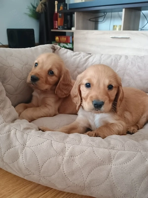 Cocker Spaniel rasa pura caută căsuța nouă . - imagine 3