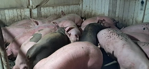 porci de carne 