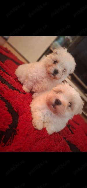 Vand catei bichon maltez