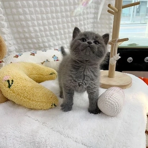 British Shorthair Blue  - imagine 2