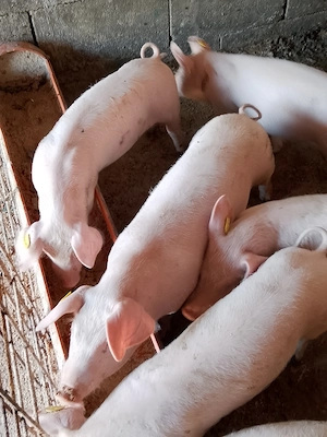 Șoldani landras cu marele alb 