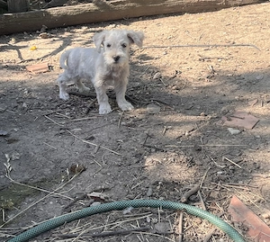 De vânzare bichon maltez !
