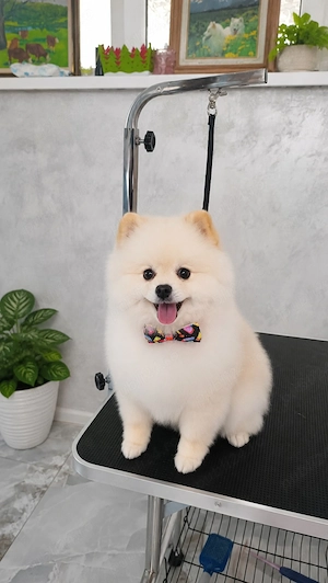 pomeranian 