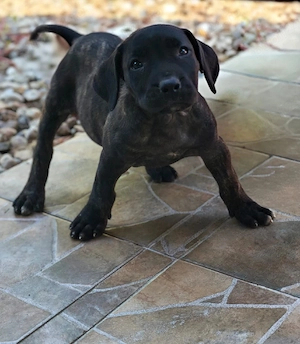 Catei presa canario - imagine 3