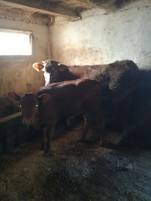 Juncuta angus rosu si bruna
