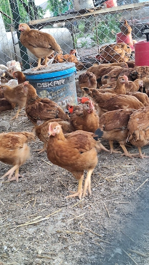 Vând pui colorați 1,20 kg  - imagine 3