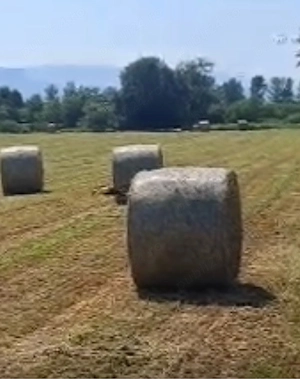 Vând baloți de lucernă