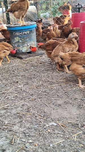 Vând pui colorați 1,20 kg  - imagine 4
