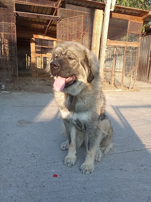 Caucazieni cu pedigree