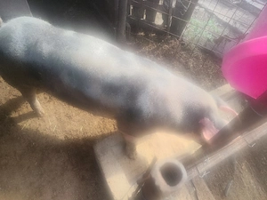 vind o scroafa are in jur de 100 170 de kg  - imagine 4