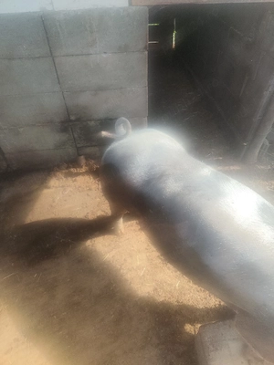 vind o scroafa are in jur de 100 170 de kg  - imagine 2