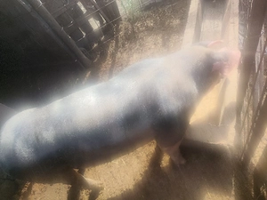 vind o scroafa are in jur de 100 170 de kg 