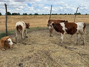 taurasi si vitele 