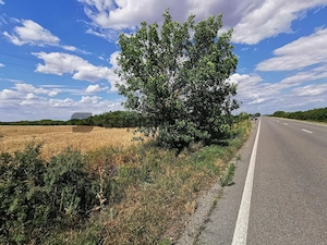 De vânzare teren extravilan, 5000 mp, Salonta - imagine 5