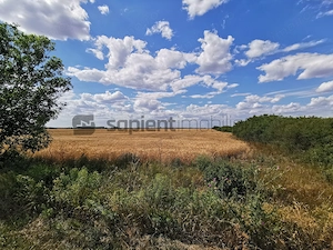 De vânzare teren extravilan, 5000 mp, Salonta - imagine 4