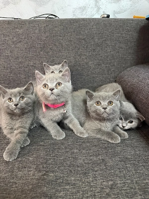 british shorthair - imagine 3