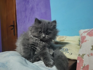 pui british longhair