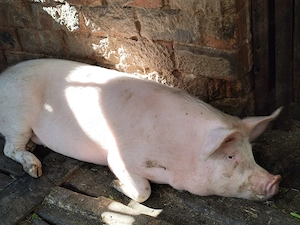 vand porc de carne aproximativ 130-140 kg - imagine 2