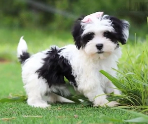 Bichon Havanez 