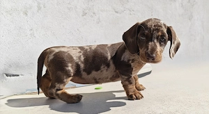 Pui de Teckel Harlequin
