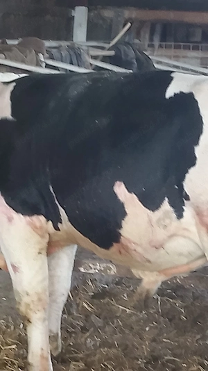 vand TAURAS. baltat cu negru de 350 kg - imagine 4