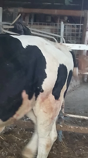 vand TAURAS. baltat cu negru de 350 kg - imagine 3