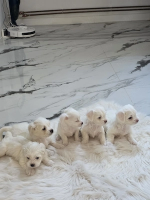 Bichon maltez puiuti - imagine 2